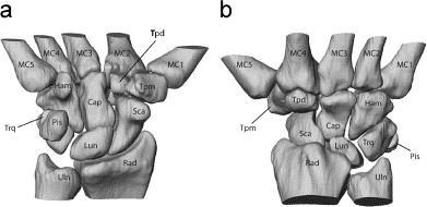 Carpal Bone Anatomy - Anatomy Diagram Book