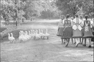 Thumbnail for Geese/Hungary <small> (Object …