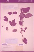 Thumbnail for <i>Desmodium umbellatum</i> <i></i> …