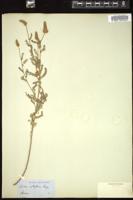 Thumbnail for <i>Dalea albiflora</i> <i></i> …