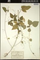 Thumbnail for <i>Desmodium procumbens</i> <i></i> …