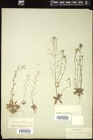 Thumbnail for <i>Arabidopsis thaliana</i> <i></i> …