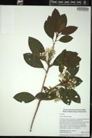 Thumbnail for <i>Kalmia latifolia</i> <i></i> …