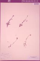 Thumbnail for <i>Houstonia caerulea</i> <i></i> …