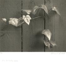 Thumbnail for Ivy, Berkeley <small> …