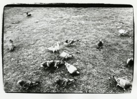 Thumbnail for Animals [Pigeons] <small> …