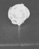 Thumbnail for Atomic Bomb Explosion …