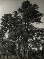 Thumbnail for Forest of full-grown …