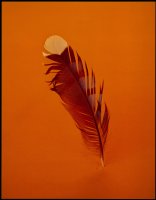 Thumbnail for F (feather) <small> …