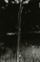 Thumbnail for Woods Hole <small> …