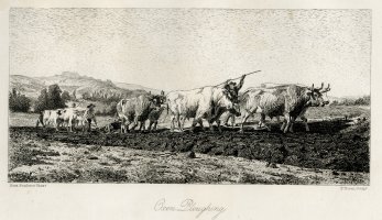 Thumbnail for Oxen Ploughing <small> …