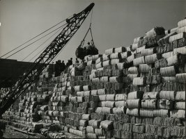 Thumbnail for African American stevedores …