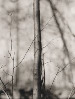 Thumbnail for Tree, Woods Hole …