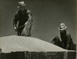 Thumbnail for Farmers during wheat …