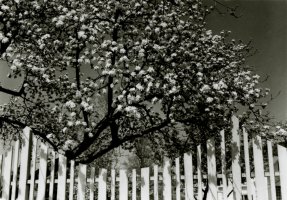 Thumbnail for Apple Blossoms, Woodstock …
