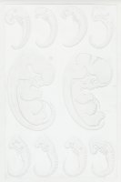 Thumbnail for Untitled (Fetus printed …