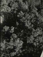 Thumbnail for View of Southern-pine …