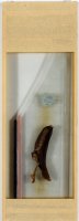 Thumbnail for Banana <small> (Object …