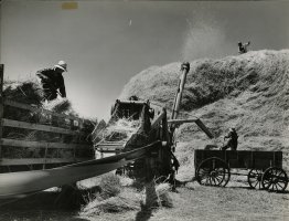 Thumbnail for Farmer loading wheat …