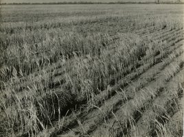 Thumbnail for Wheat field, KS …