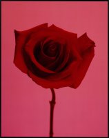 Thumbnail for R [rose] <small> …