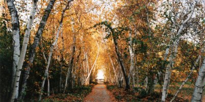 Thumbnail for Birch Allee, Stan …