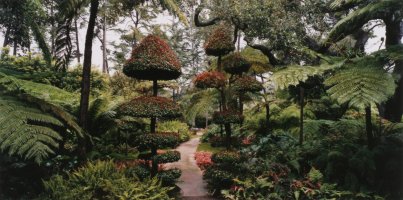 Thumbnail for Fern Garden with …