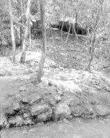 Thumbnail for : trees growing …