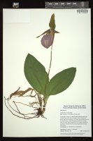 Thumbnail for <i>Cypripedium acaule</i> <i></i> …