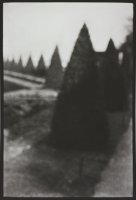 Thumbnail for Pointed Bushes, Versailles …