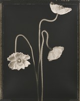 Thumbnail for Three Poppies <small> …