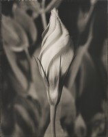 Thumbnail for Eustoma <small> (Object …