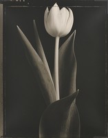 Thumbnail for Tulip <small> (Object …