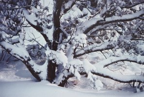 Thumbnail for Juniper in Snow, …