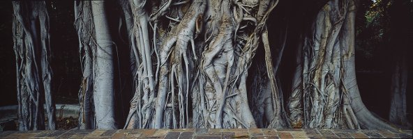 Thumbnail for Sicilian Botanic Garden, …