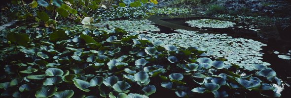 Thumbnail for Sicilian Botanic Garden, …