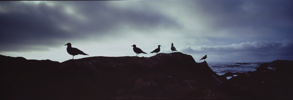Thumbnail for Birds at Point …