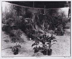 Thumbnail for Marindugue Island jungle …