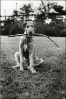 Thumbnail for Irish Wolfhound with …