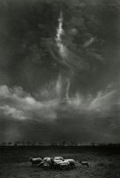 Thumbnail for Sheep Under Clouds …
