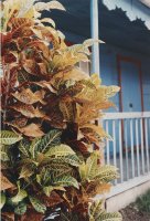 Thumbnail for Philodendron on Porch, …