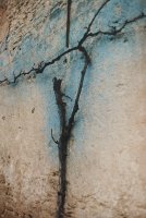 Thumbnail for Blue Vine, Bourgogne …
