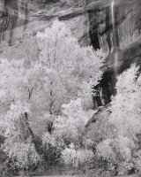 Thumbnail for Cottonwood and Waterfall, …