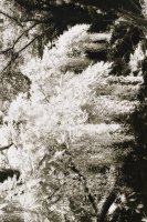 Thumbnail for Wisteria, America <small> …