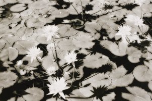 Thumbnail for Water lilies, Tunisia …