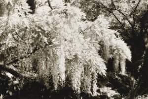 Thumbnail for Wisteria, America <small> …