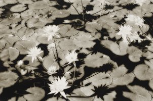 Thumbnail for Water lilies, Tunisia …