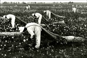Thumbnail for Cotton Pickers, Ferguson …