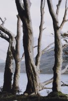 Thumbnail for Bare Trees, Mayo …