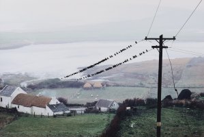 Thumbnail for Birds, Bloody Foreland, …